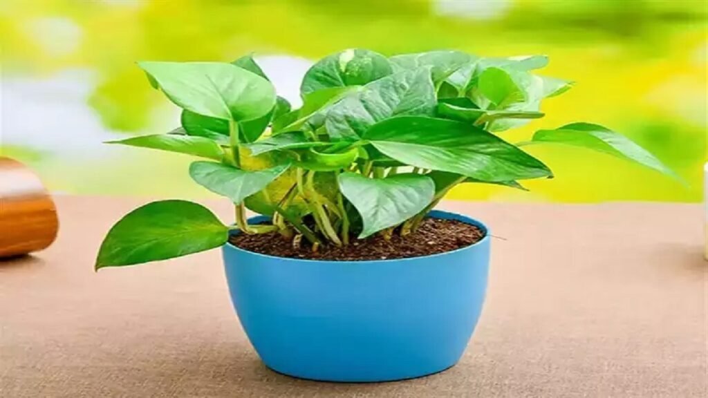 Vastu Tips for Plants: ઘરમાં આ વૃક્ષો અને છોડો વાવવા પહેલા રાખો આ વાતોનું ધ્યાન, નહીં તો કરવો પડી શકે છે નુકશાનનો સામનો https://www.pravinews.com/religion/astrology/vastu-tips-for-plants-keep-these-things-in-mind-before-planting-these-trees-and-plants-at-home-otherwise-you-may-have-to-face-loss-2983