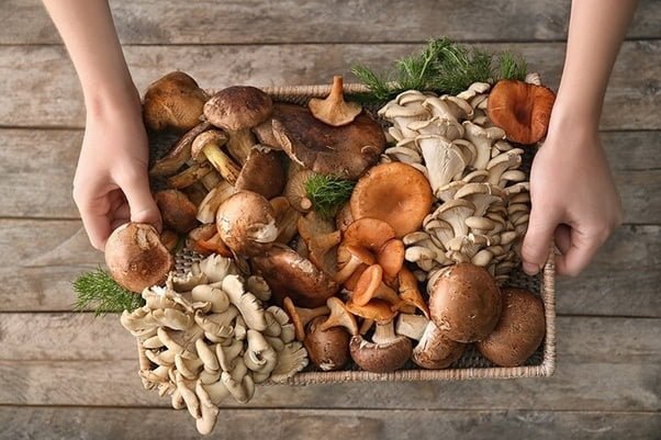 Benefits Of Mushroom : તમે મશરૂમ ન ખાઈને તમારા સ્વાસ્થ્ય સાથે ખોટું કરી રહ્યા છો! આજે જ તેને તમારા આહારમાં સામેલ કરો https://www.pravinews.com/lifestyle/health-fitness/5-benefits-of-eating-mushroom-daily-in-gujarati-mushroom-khavana-fayda-9003