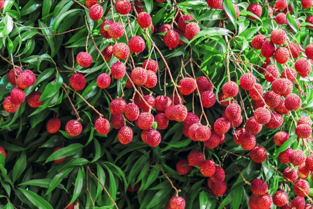 Litchi Benefits: સ્વાદની સાથે ગુણોનો પણ ભંડાર છે લીચી, જાણો તેને ઉનાળામાં ખાવાના ફાયદાઓ https://www.pravinews.com/lifestyle/health-fitness/benefits-of-eating-litchi-in-summers-in-gujarati-8060