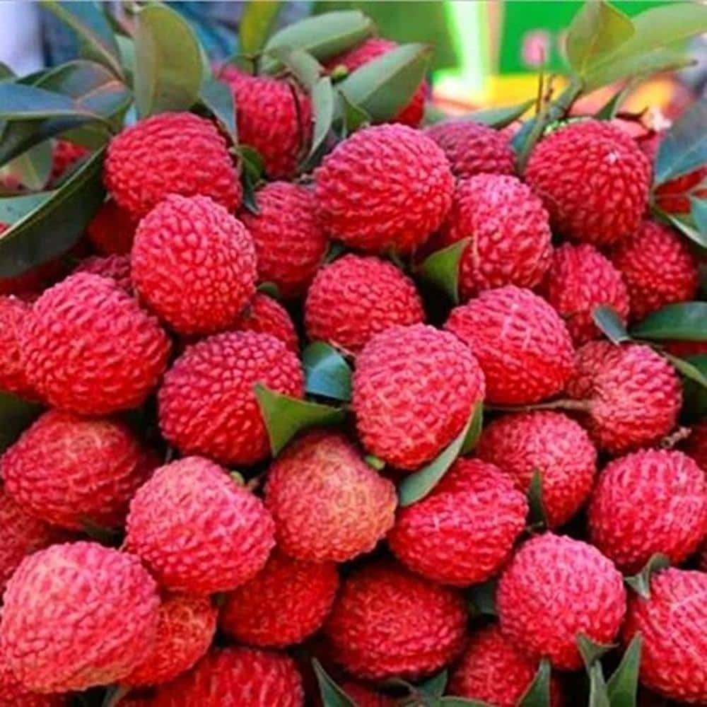 Litchi Benefits: સ્વાદની સાથે ગુણોનો પણ ભંડાર છે લીચી, જાણો તેને ઉનાળામાં ખાવાના ફાયદાઓ https://www.pravinews.com/lifestyle/health-fitness/benefits-of-eating-litchi-in-summers-in-gujarati-8060