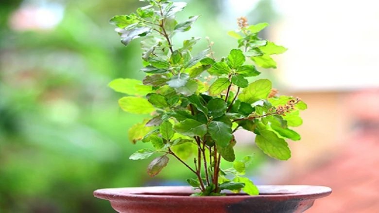 Tulsi Plant : ભૂલથી પણ ઘરની આ જગ્યાએ તુલસીનો છોડ ન રાખો https://www.pravinews.com/religion/astrology/dont-put-tulsi-plant-at-this-place-of-house-by-mistake-17387