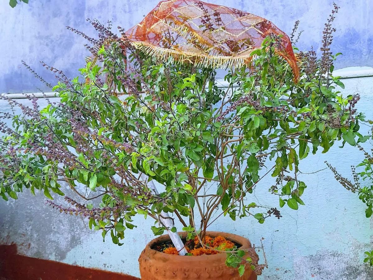 Tulsi Plant : ભૂલથી પણ ઘરની આ જગ્યાએ તુલસીનો છોડ ન રાખો https://www.pravinews.com/religion/astrology/dont-put-tulsi-plant-at-this-place-of-house-by-mistake-17387