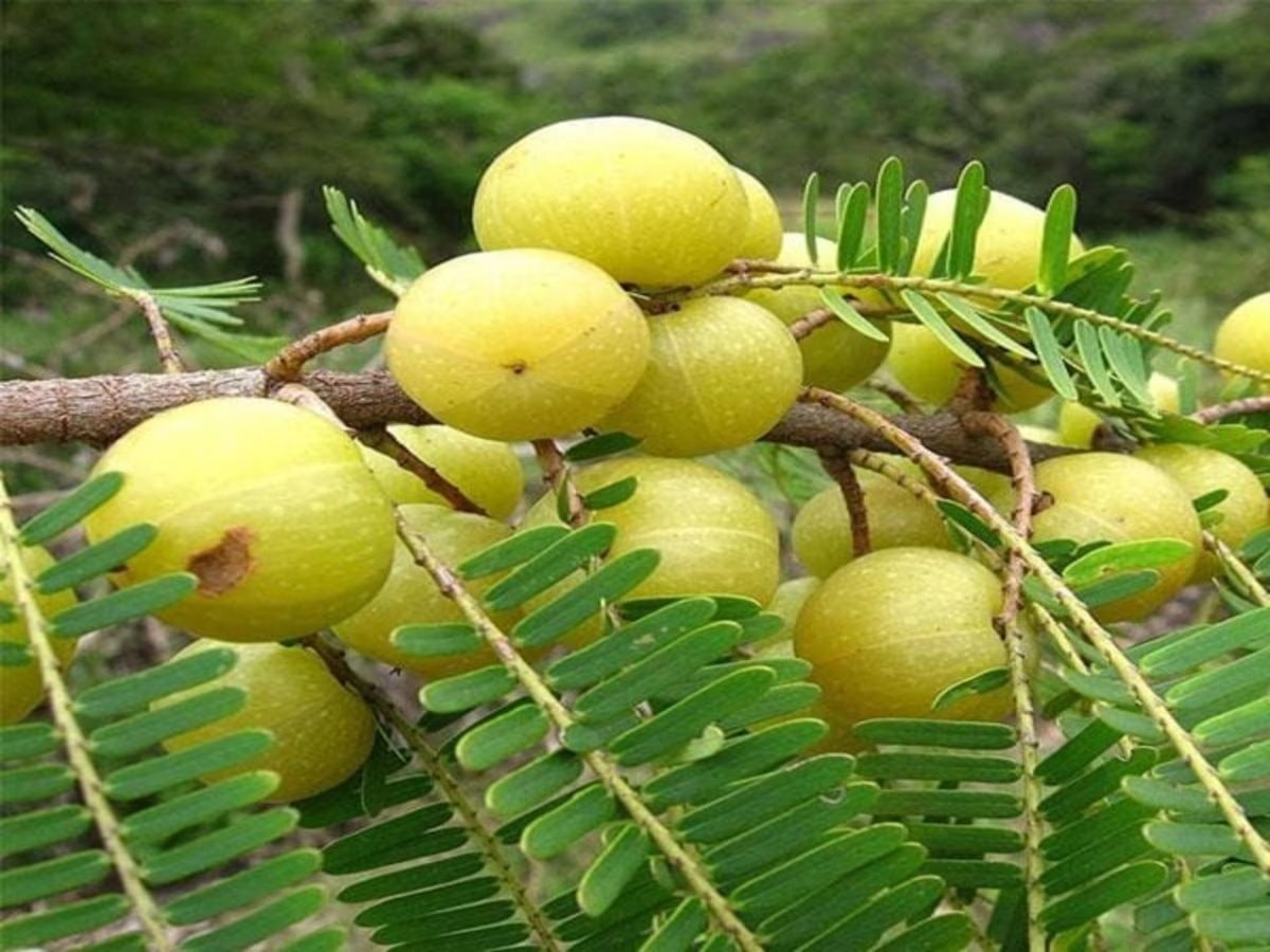 Sawan Auspicious Plant: 19 ઓગસ્ટ પહેલા ઘરે લાવો આમાંથી કોઈ એક છોડ, વગર મહેનતે બની જશો અદાણી-અંબાણી જેમ કરોડપતિ https://www.pravinews.com/religion/astrology/sawan-2024-bring-one-plant-among-of-these-to-see-miracle-maa-lakshmi-will-come-hom-25954