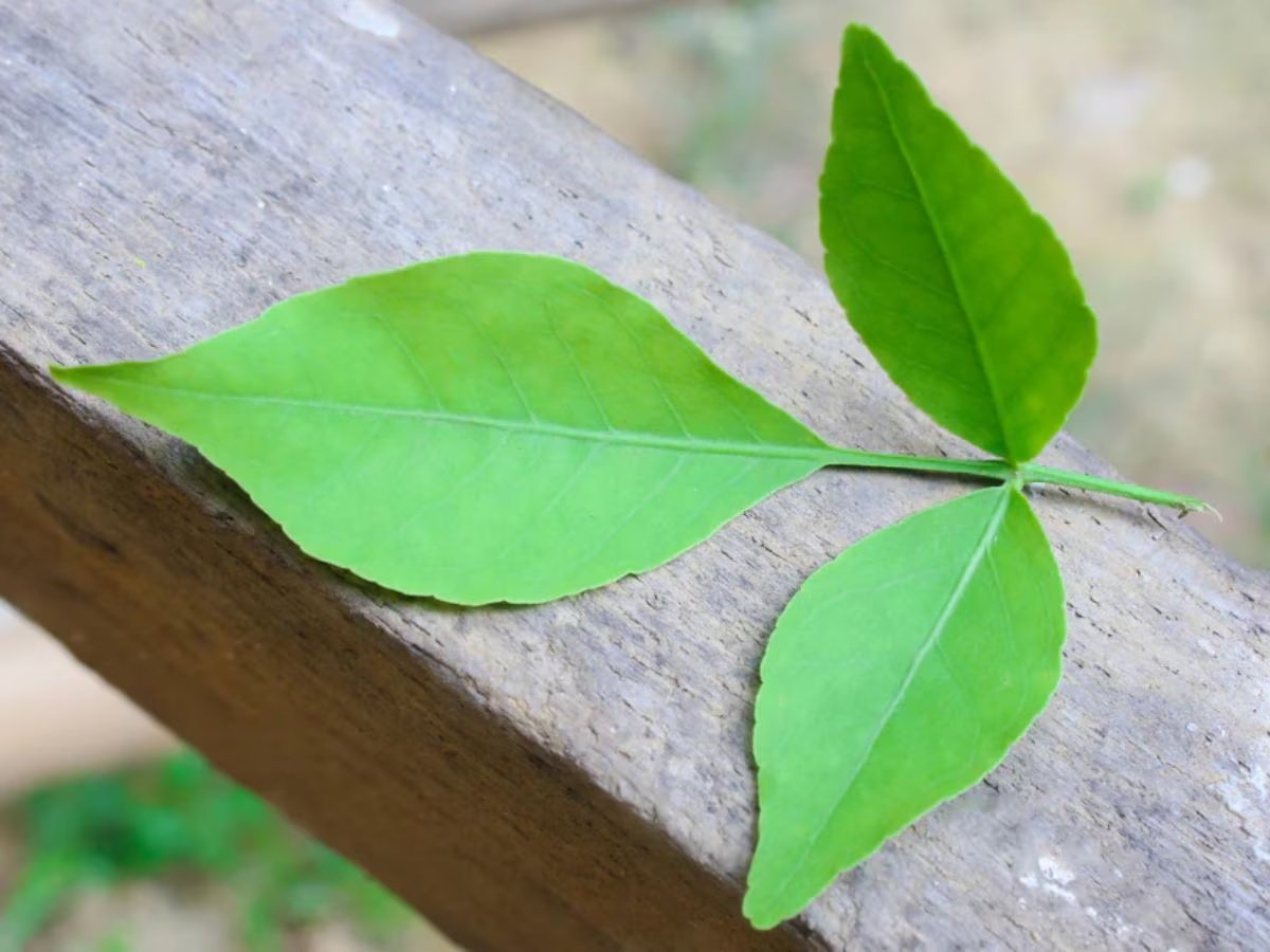 Sawan Auspicious Plant: 19 ઓગસ્ટ પહેલા ઘરે લાવો આમાંથી કોઈ એક છોડ, વગર મહેનતે બની જશો અદાણી-અંબાણી જેમ કરોડપતિ https://www.pravinews.com/religion/astrology/sawan-2024-bring-one-plant-among-of-these-to-see-miracle-maa-lakshmi-will-come-hom-25954