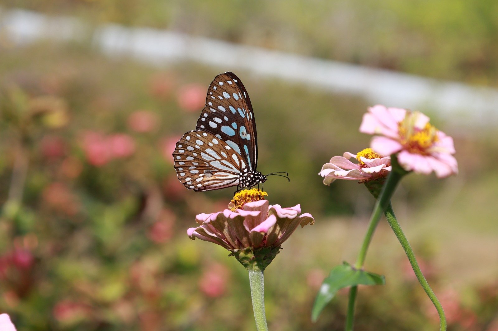 Butterfly Garden: વિશ્વભરના પ્રવાસીઓનું આકર્ષણનું કેન્દ્ર બન્યું સ્ટેચ્યુ ઓફ યુનિટીનું બટરફ્લાય ગાર્ડન, જોવા મળશે 70 વિવિધ પ્રજાતિ https://www.pravinews.com/gujarat-news/the-butterfly-garden-of-the-statue-of-unity-has-become-a-center-of-attraction-for-tourists-from-all-over-the-world-70-different-species-will-be-seen-33605