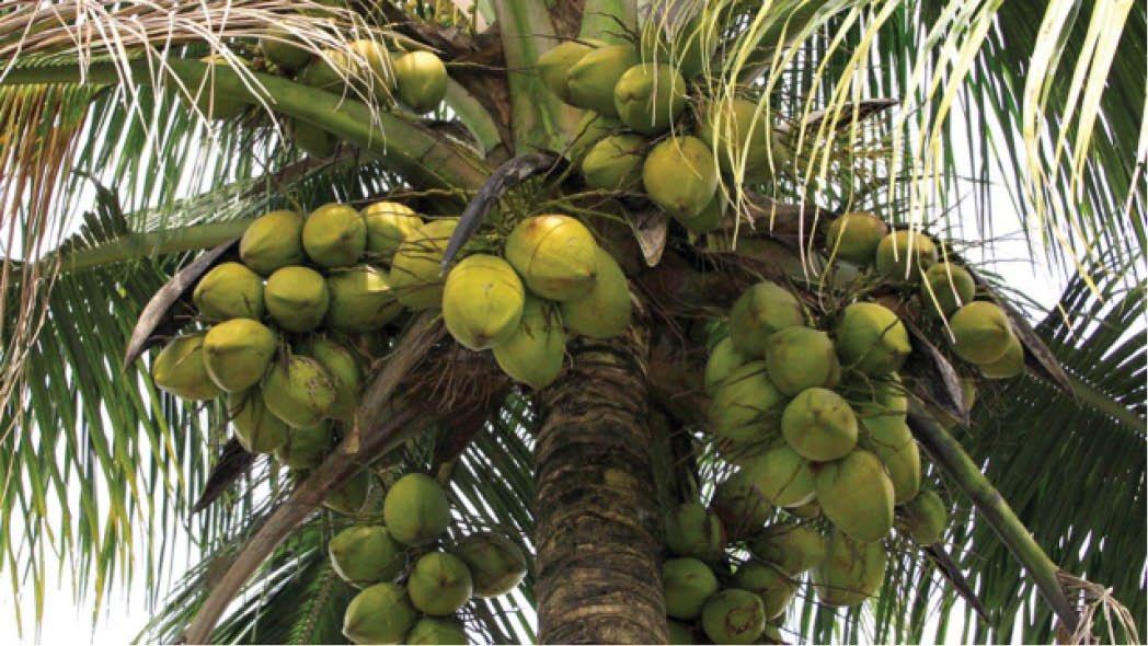 World Coconut Day 2024 : નાળિયેર ઉત્પાદનમાં ગુજરાતની આગેકૂચ, થઇ રહી છે આટલા ટકા નિકાસ https://www.pravinews.com/gujarat-news/world-coconut-day-33-percent-of-the-coconut-production-from-gujarat-is-being-exported-33572