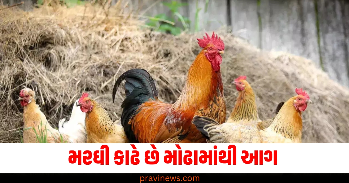 ભારતના આ રાજ્યમાં મરઘી કાઢે છે મોઢામાંથી આગ, જુઓ શું છે આખો મામલો https://www.pravinews.com/business/biz-how-did-manmohan-singh-save-indian-economy-from-sinking-64624