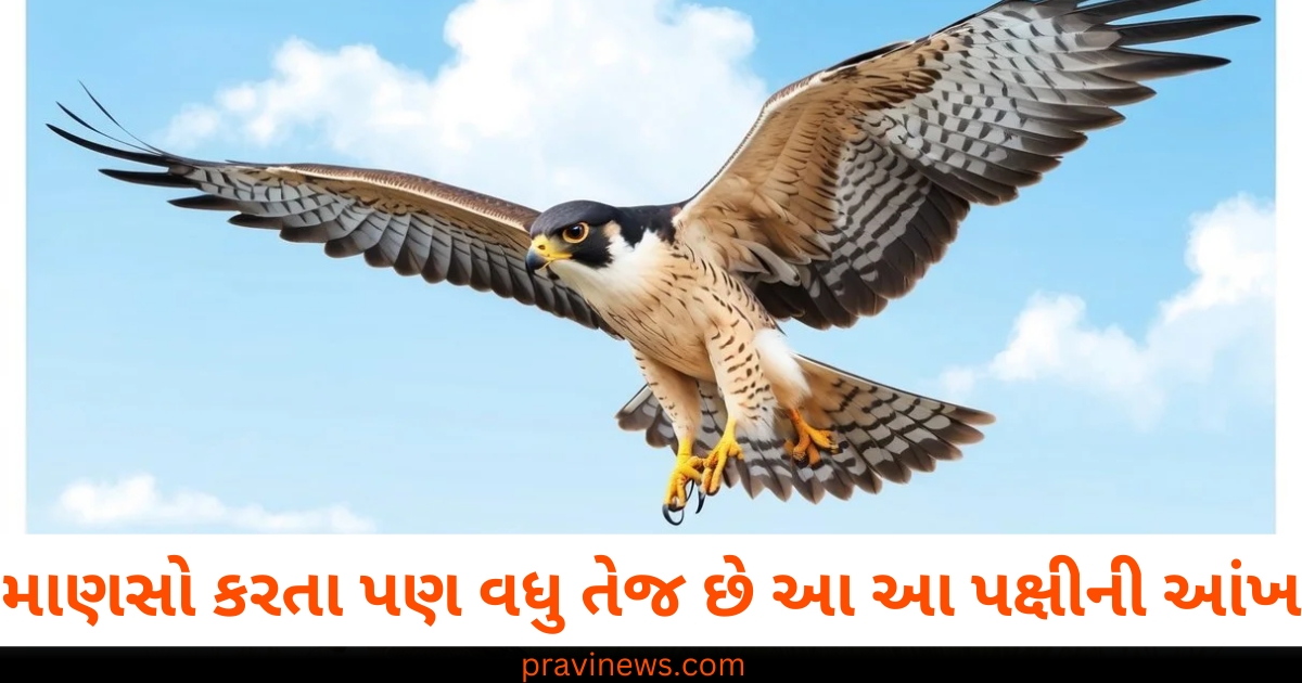 માણસોથી પણ વધુ તેજ છે આ આ પક્ષીની આંખો, આટલા કિલોમીટર દૂરથી તેના શિકારને ઓળખી કાઢે છે https://www.pravinews.com/religion/astrology/https-www-livehindustan-com-astrology-kal-ka-rashifal-horoscope-tomorrow-19-december-2024-lucky-and-unlucky-all-zodiac-signs-today-bhavishyafal-201734509462436-html-72948