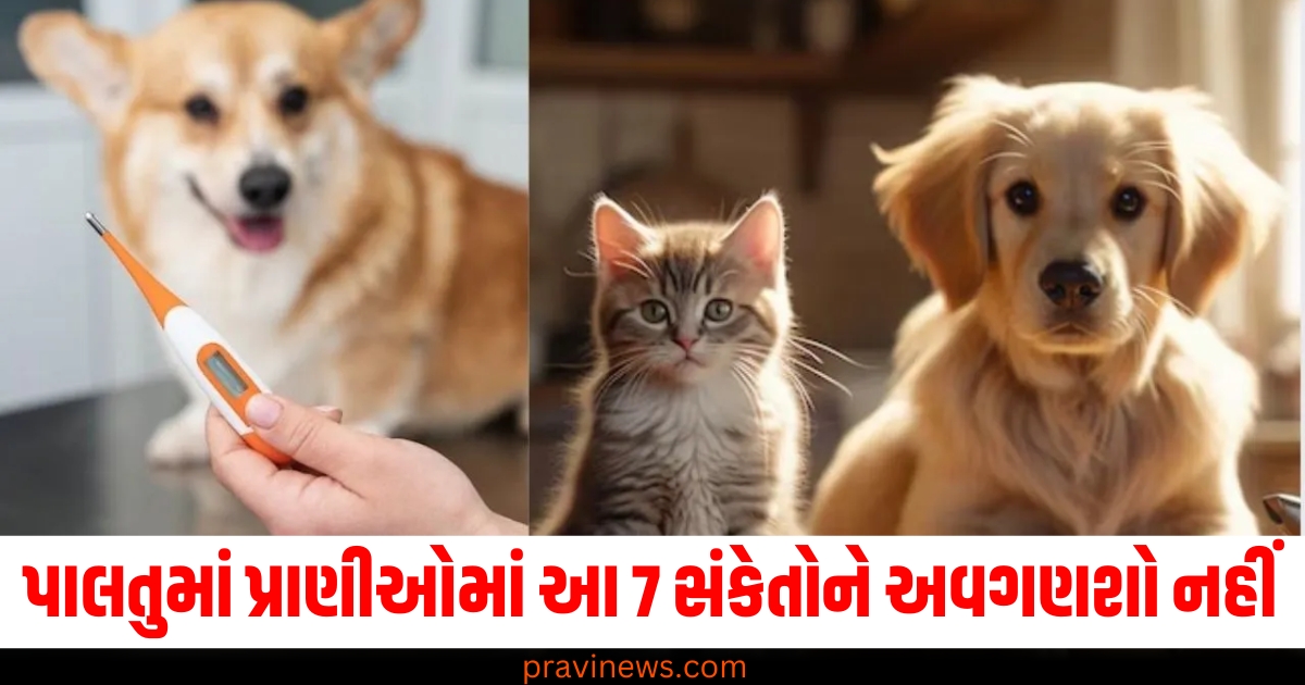 પાલતુ પ્રાણીઓ, (Pet animals), સંકેતો, (Signs), અવગણશો નહીં, (Don’t ignore), ડાયાબિટીસ, (Diabetes), સારવાર, (Treatment),