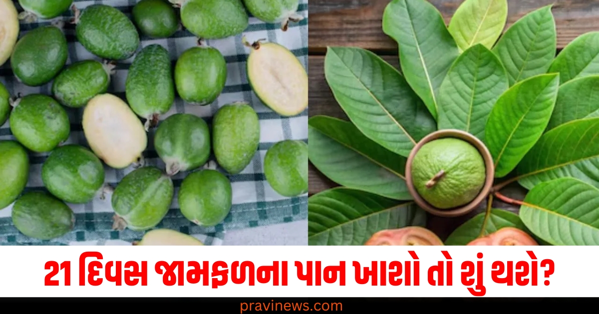 21 દિવસ જામફળના પાન ખાશો તો શું થશે? તમને મળશે આ 5 ફાયદા https://www.pravinews.com/lifestyle/wearing-sweater-while-sleeping-know-pros-and-cos-night-time-lifestyle-news-73957