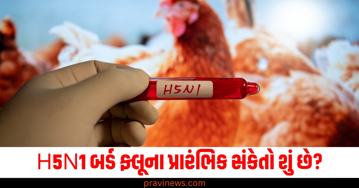 H5N1 બર્ડ ફ્લૂના પ્રારંભિક સંકેતો શું છે જે કોરોના કરતાં વધુ ખતરનાક છે? યુ.એસ.માં શંકાસ્પદ દર્દી મળ્યો https://www.pravinews.com/business/us-fed-rate-cut-stock-market-rbi-73192