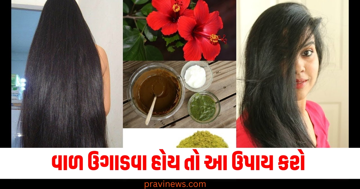 વાળ ઉગાડવા હોય તો હિબિસ્કસના ફૂલને તેલમાં પકાવો અને વાળમાં લગાવો, તમારી વેણી મોટી થવા લાગશે. https://www.pravinews.com/international-news/us-national-bird-bald-eagle-joe-biden-signs-bill-officially-76806