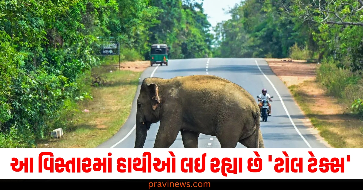 શ્રીલંકાના આ વિસ્તારમાં માણસો નહીં પણ હાથીઓ લઈ રહ્યા છે અનોખો 'ટોલ ટેક્સ', જાણો સમગ્ર મામલો https://www.pravinews.com/trending/viral-news/80-kg-python-falls-on-sofa-from-ceiling-people-shocked-watch-viral-video-66498