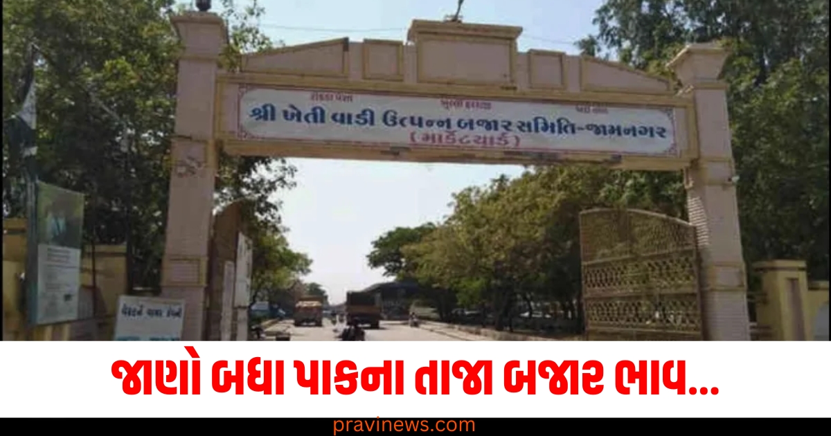 જામનગર માર્કેટ યાર્ડ | આજના બજાર ભાવ | jamnagar apmc bajar bhav https://www.pravinews.com/education/jobs/gujarat-government-peons-of-schools-in-gujarat-will-get-promotion-without-examination-only-these-conditions-have-to-be-fulfilled-67623