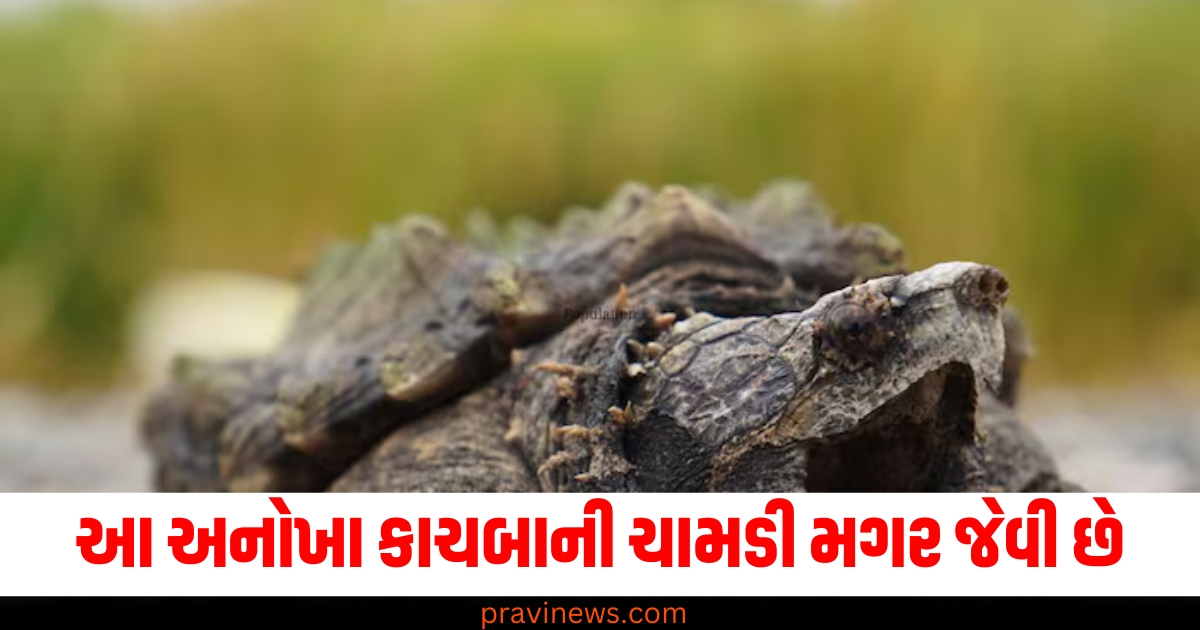 આ અનોખા કાચબાની ચામડી મગર જેવી છે, તેના જડબામાંથી બહાર નીકળવું અશક્ય છે. https://www.pravinews.com/religion/astrology/horoscope-tomorrow-kal-ka-rashifal-21-december-2024-bhavishyafal-lucky-and-unlucky-zodiac-signs-today-74108