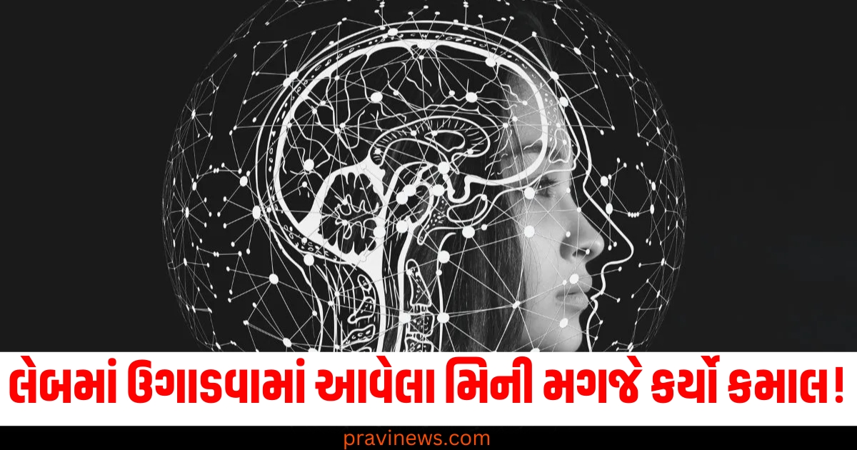 લેબમાં ઉગાડવામાં આવેલા મિની મગજે કર્યો કમાલ! અવકાશમાંથી પાછા ફર્યા પછી બધા હેરાન https://www.pravinews.com/lifestyle/health-fitness/yoga-tips-for-knee-pain-relief-yoga-asanas-ghutno-me-dard-ke-liye-yoga-74330