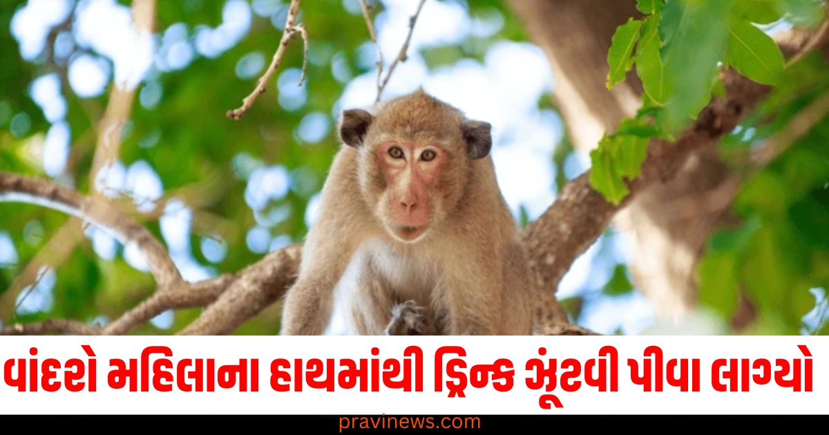 વાંદરાએ પણ ગજબ કરી હો! મહિલાના હાથ પર બેસીને ડ્રિન્ક ઝૂંટવીને પીવા લાગ્યો, જરા વિડીયો તો જોઈ લો https://www.pravinews.com/automobile/automobiles-advanced-traffic-management-system-implementation-reduced-accidental-deaths-on-bangalore-mysore-expressway-65640