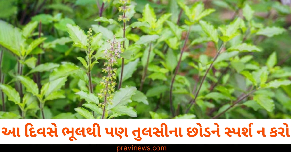 આ દિવસે ભૂલથી પણ તુલસીના છોડને સ્પર્શ ન કરો , તમને ગરીબ થવામાં સમય લાગશે નહીં! https://www.pravinews.com/sports/sri-lanka-announces-team-for-t-20-series-against-new-zealand-73016