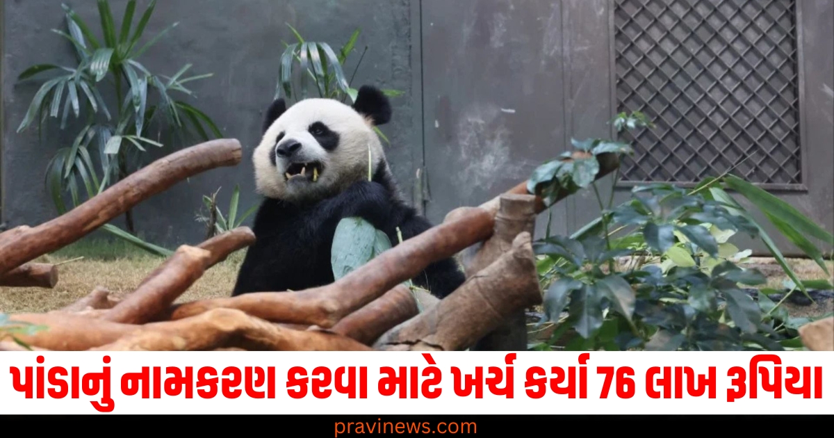 તમે કદાચ આવી અનોખી હરીફાઈ નહીં જોઈ હોય! પાંડાનું નામકરણ કરવા માટે ખર્ચ કર્યા 76 લાખ રૂપિયા https://www.pravinews.com/business/savings-nps-vatsalya-yojana-vs-public-providend-fund-which-scheme-will-make-you-crorepati-soon-check-calculation-here-69824