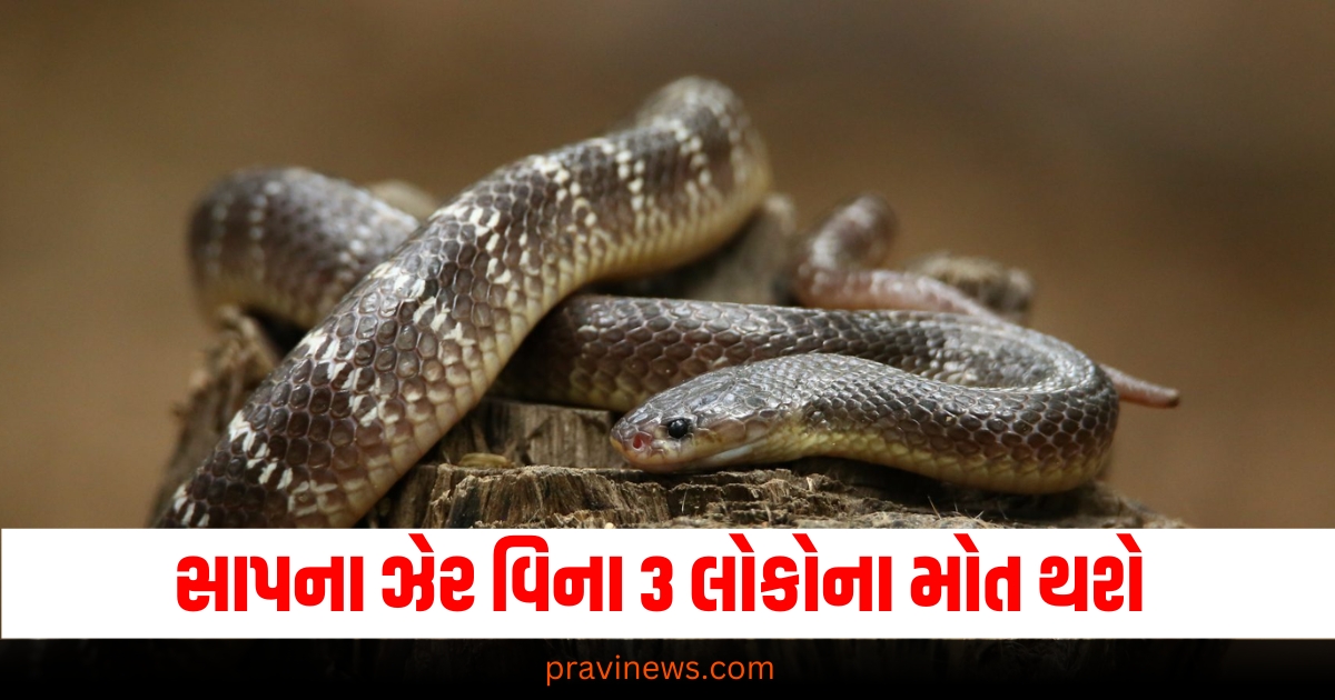 ભૂલથી પણ આ સાપની નજીક ન જશો, ઝેર વિના 3 લોકોના મોત થશે. https://www.pravinews.com/religion/astrology/horoscope-tomorrow-kal-ka-rashifal-13-december-2024-bhavishyafal-lucky-and-unlucky-zodiac-signs-today-69064