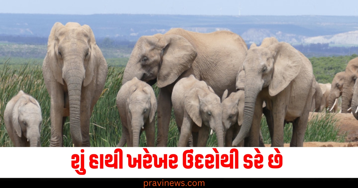 હાથી (Elephants), ઉંદર (Mice), વિજ્ઞાન (Science), ડર (Fear), હાથીઓનો વર્તાવ (Elephant behavior),