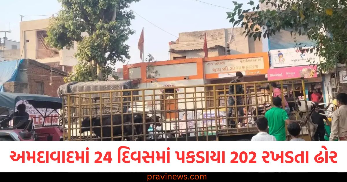 અમદાવાદમાં 24 દિવસમાં પકડાયા 202 રખડતા ઢોર, 24 દિવસમાં 202 ઢોર પકડીને મોકલાયા પાંજરાપોળમાં, Ahmedabad stray animals 202 captured in 24 days, 16 મહિનામાં 16600 પશુઓ પકડીને મોકલાયા પાંજરાપોળ,