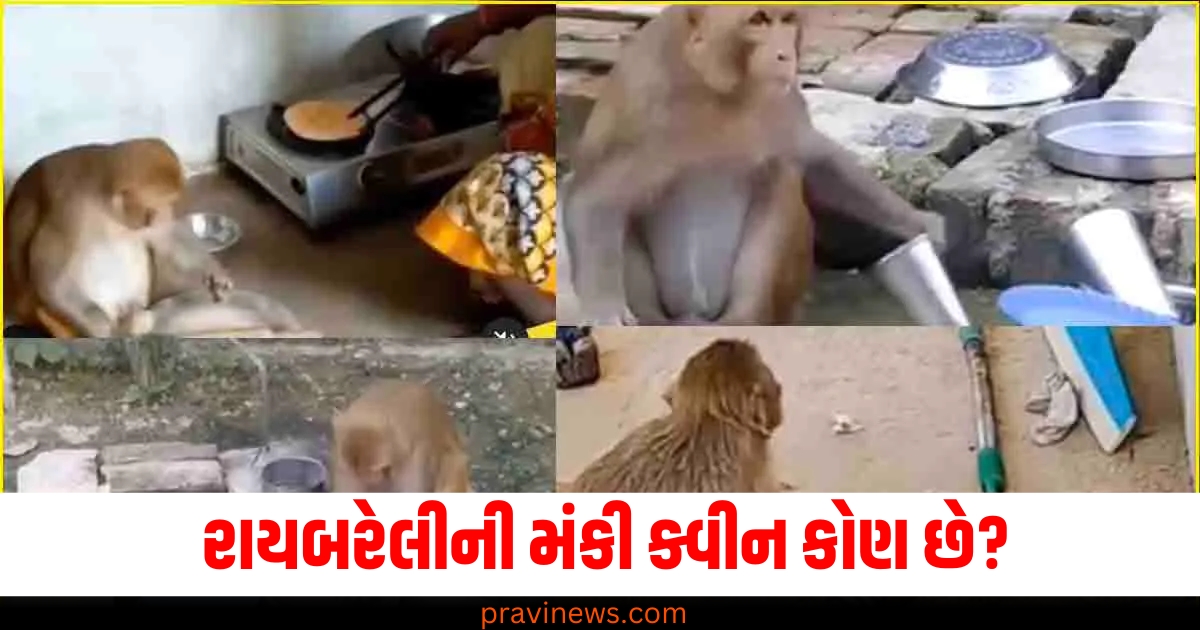 રાયબરેલીની મંકી ક્વીન કોણ છે? વાસણો ધોવાથી લઈને રોટલી પકવવા સુધી ઘરના બધા કામ કરે છે https://www.pravinews.com/trending/212-out-of-200-marksheet-of-gujarat-school-viral-7314