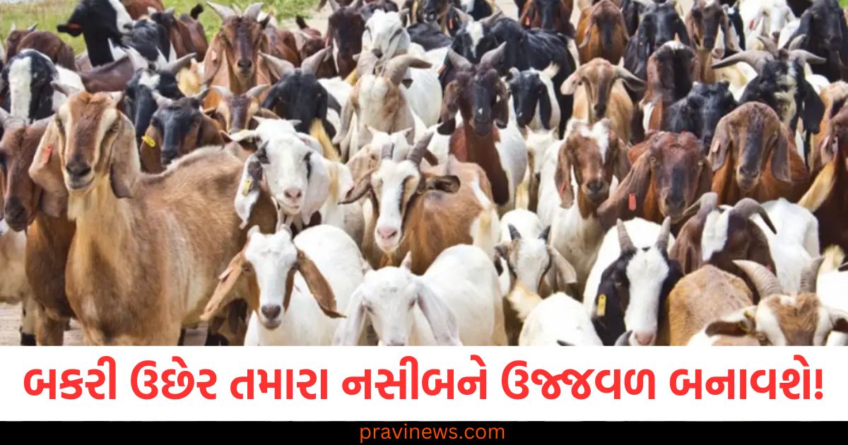 બકરી ઉછેર તમારા નસીબને ઉજ્જવળ બનાવશે! પશુપાલન વિભાગે કરી મોટી જાહેરાત https://www.pravinews.com/world-news-in-gujarati/yamunanagar-empowering-marriages-haryanas-mukhyamantri-vivah-shagun-yojna-uplifts-underprivileged-families-92242