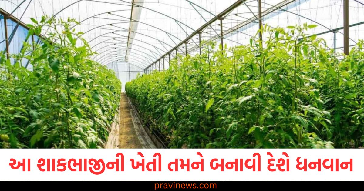 કાળા શાકભાજી, ખેતી, ધનવાન, માંગ, ભારત,