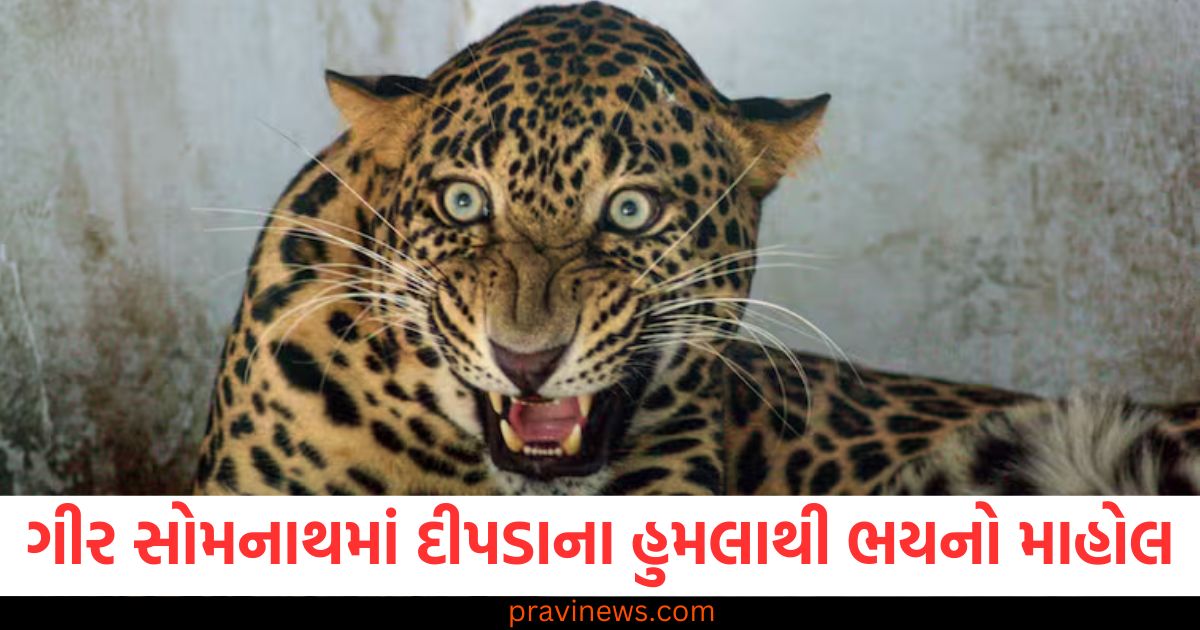 ગીર સોમનાથ, દીપડાનો હુમલો, હૂંફ મચાવવો, 2 લોકો પર હુમલો, 1 નું મોત,