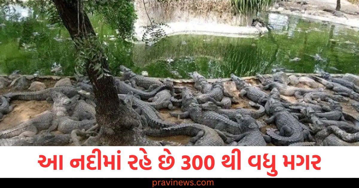 આ નદીમાં રહે છે 300 થી વધુ મગર, જાણો શા માટે વહીવટીતંત્ર થોડા સમય માટે સ્થળાંતર કરવાનું વિચારી રહ્યું છે https://www.pravinews.com/business/will-nirmala-sitharaman-simplify-gst-raise-mnrega-wages-budget-2025-26-87629