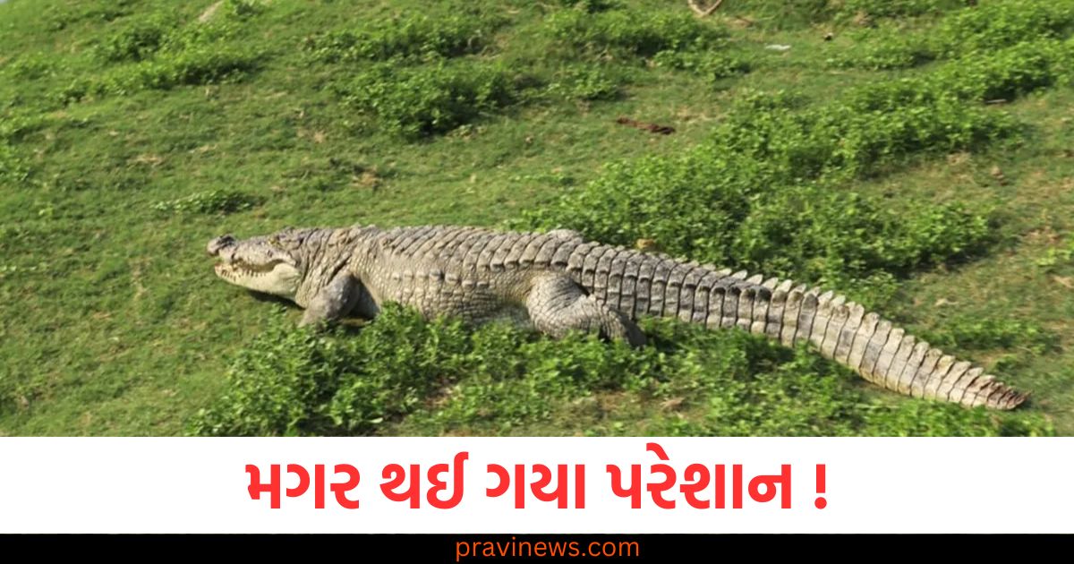 મગરો પરેશાન થઈ ગયા! જોખમ હોઈ શકે, સંશોધનમાં મળી ચોંકાવનારી માહિતી https://www.pravinews.com/world-news-in-gujarati/bhojpuri-actor-ravi-kishan-enters-delhi-assembly-elections-aam-aadmi-party-bjp-government-95351