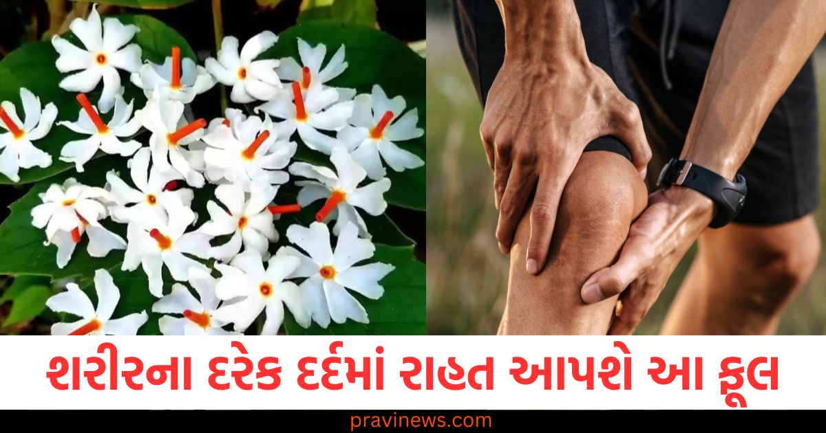 શરીરના દરેક દર્દમાં રાહત આપશે આ ફૂલ, આ રીતે કરો ઉપયોગ https://www.pravinews.com/lifestyle/health-fitness/health-tip-digital-fatigue-ways-to-manage-limit-screen-time-eyes-relief-mental-health-95007