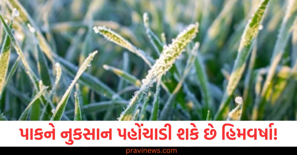 હિમવર્ષા, પાકને નુકસાન, ખેડૂત, નિવારક પગલાં,