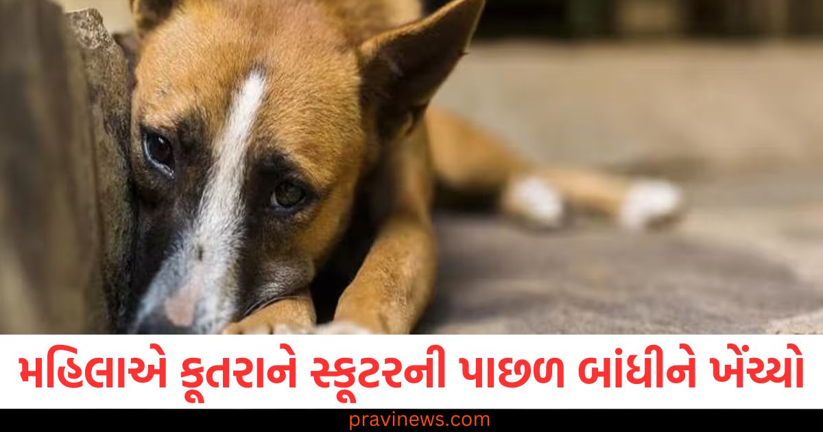 જામનગર, (Jamnagar), મહિલાએ, (woman), કૂતરાને, (dog), સ્કૂટર, (scooter), પાછળ બાંધીને, (tied behind),