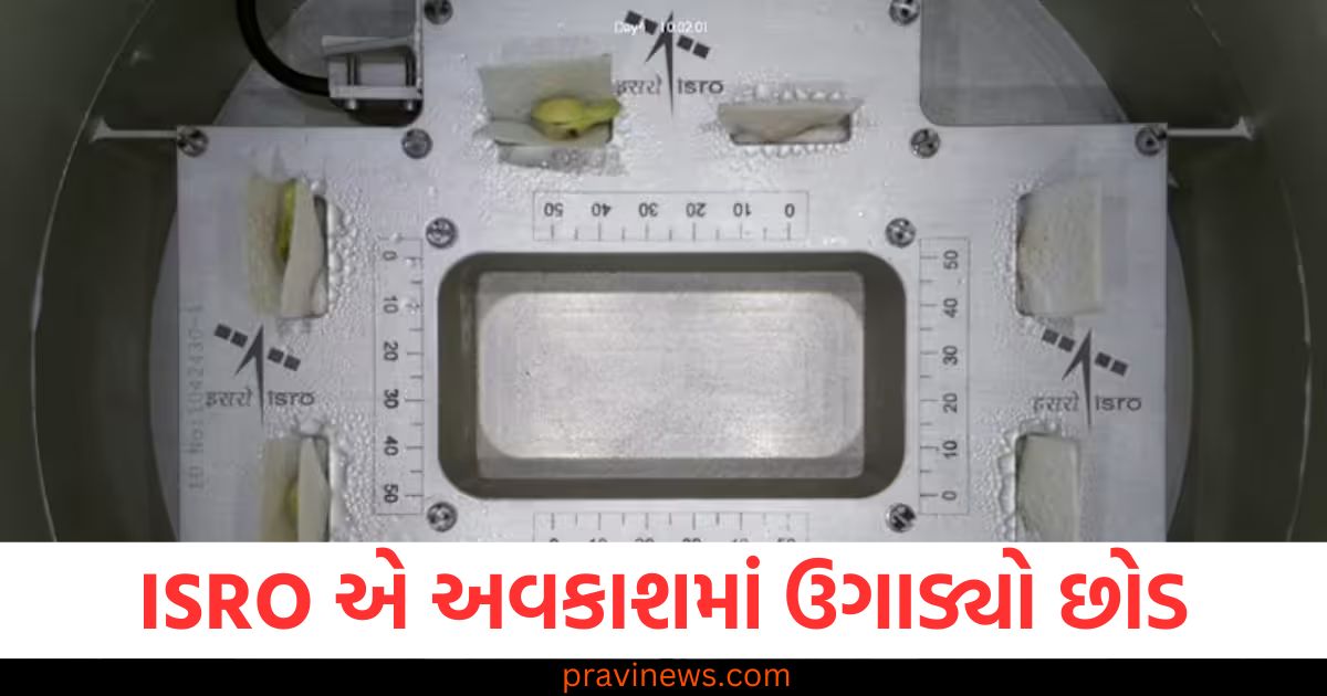 ઈસરોની વધુ એક સિદ્ધિ: ISRO એ અવકાશમાં ઉગાડ્યો છોડ, દુનિયામાં વાગ્યો ભારતનો ડંકો https://www.pravinews.com/world-news-in-gujarati/isro-lobia-space-farming-success-spkroo-87451