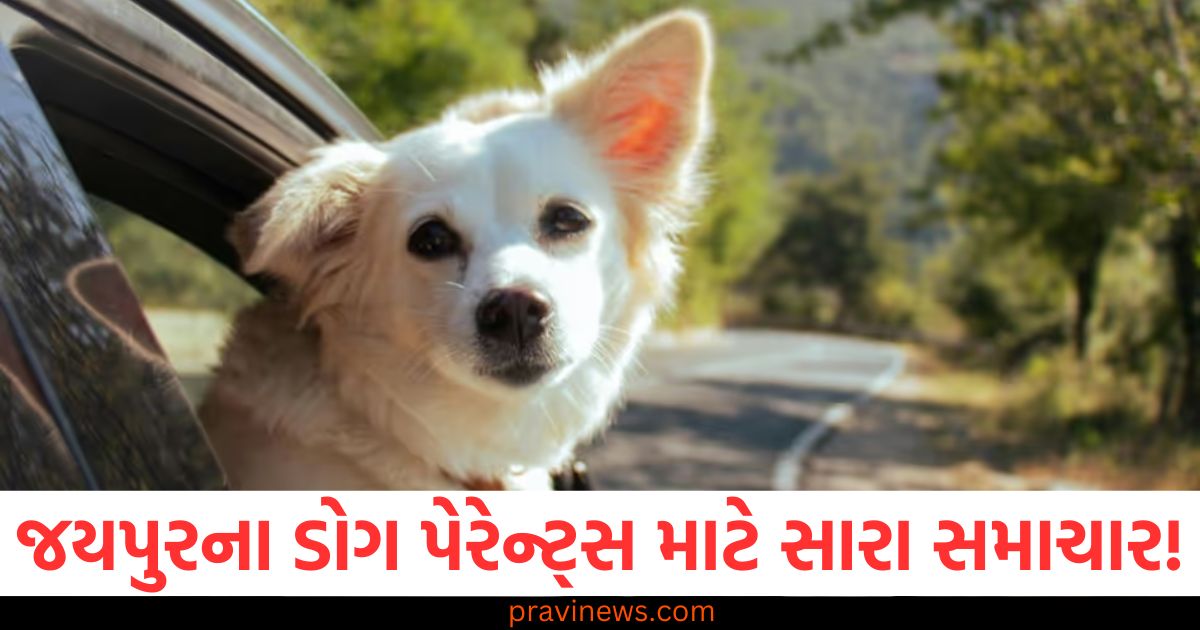 જયપુરના ડોગ પેરેન્ટ્સ માટે સારા સમાચાર! રાજ્યમાં આ પ્રકારનું પ્રથમ ડોગ ફેસિલિટી સેંટર ખુલ્યું. https://www.pravinews.com/world-news-in-gujarati/republic-day-2025-why-is-republic-day-celebrated-on-26-january-know-its-history-importance-theme-87050