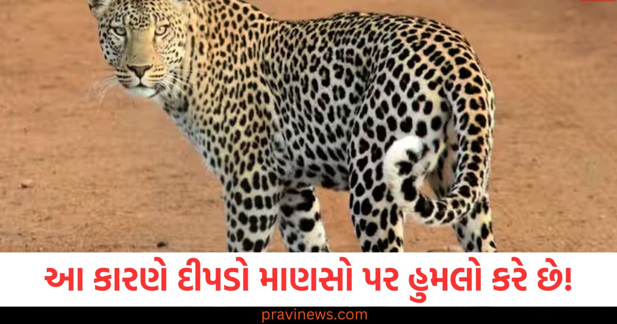 દીપડો હુમલો, દીપડાના વર્તન, માણસો પર હુમલો, શરીરનો ભાગ, દીપડાની શિકાર પ્રકૃતિ, હમલાવર વિધિ,