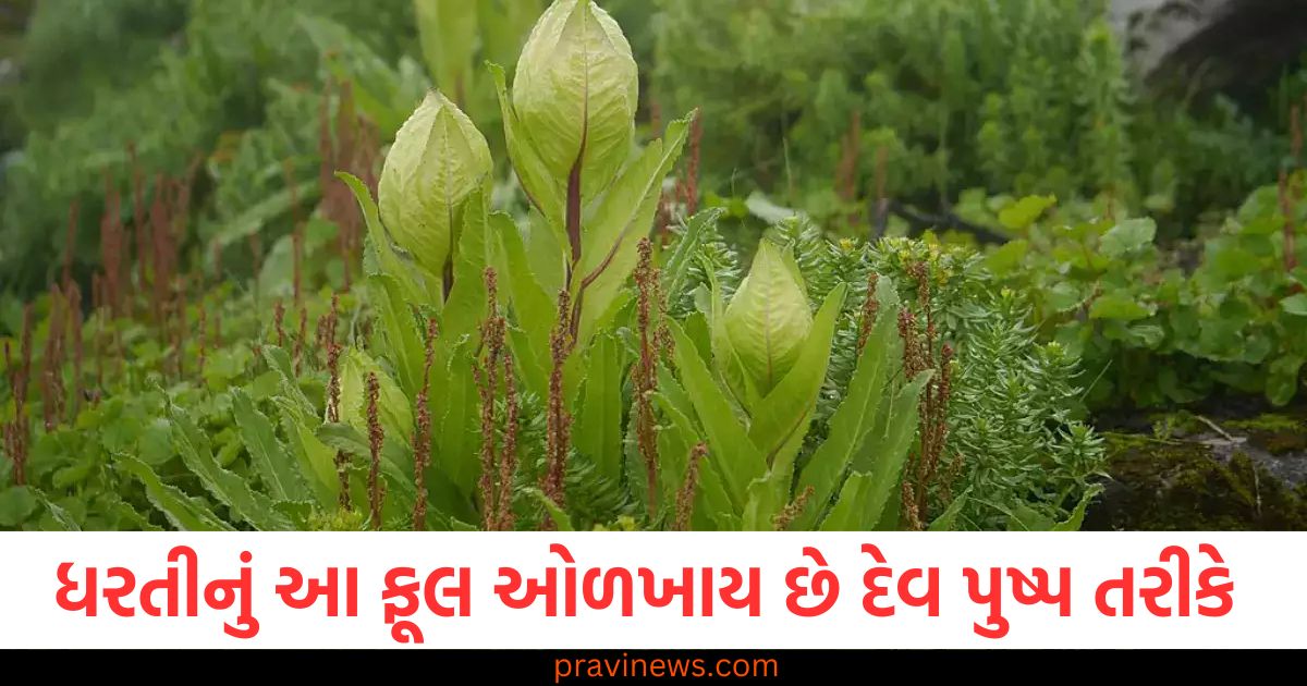 ઉત્તરાખંડમાં આ ફૂલને કહેવાય છે દેવ પુષ્પ, આટલી ઊંચાઈ પર મળે છે આ અનોખું ફૂલ https://www.pravinews.com/ajab-gajab/this-lotus-flower-called-flower-of-god-know-here-in-uttarakhand-95733