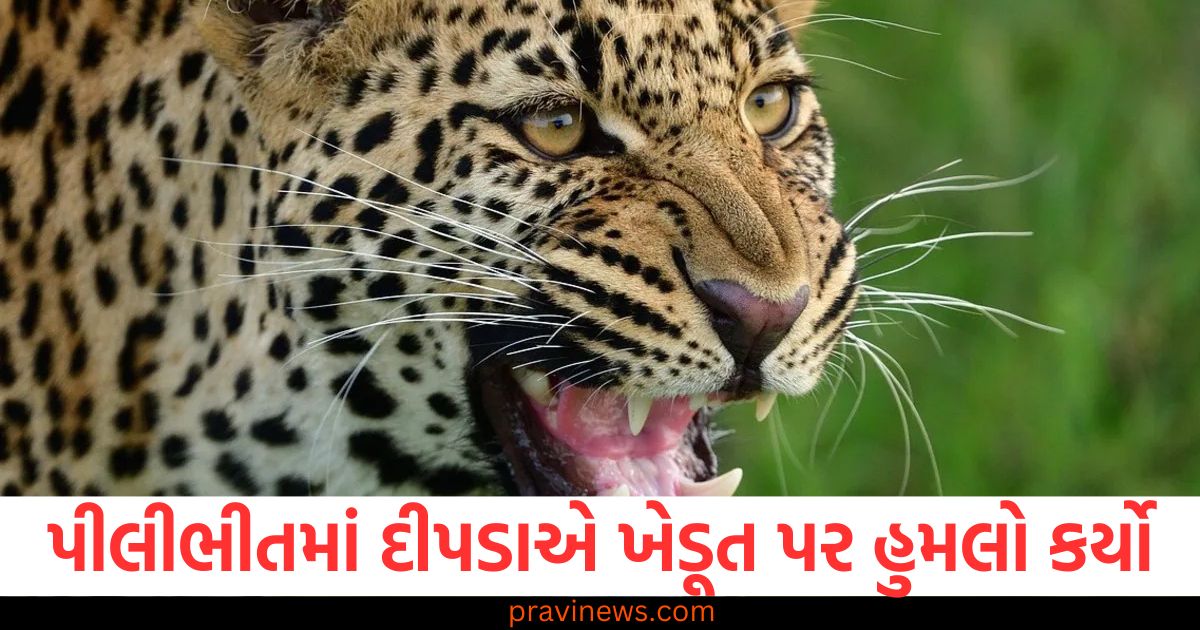 પીલીભીતમાં દીપડાએ ખેડૂત પર હુમલો કર્યો, લોકોમાં ગભરાટનો માહોલ જોવા મળ્યો! https://www.pravinews.com