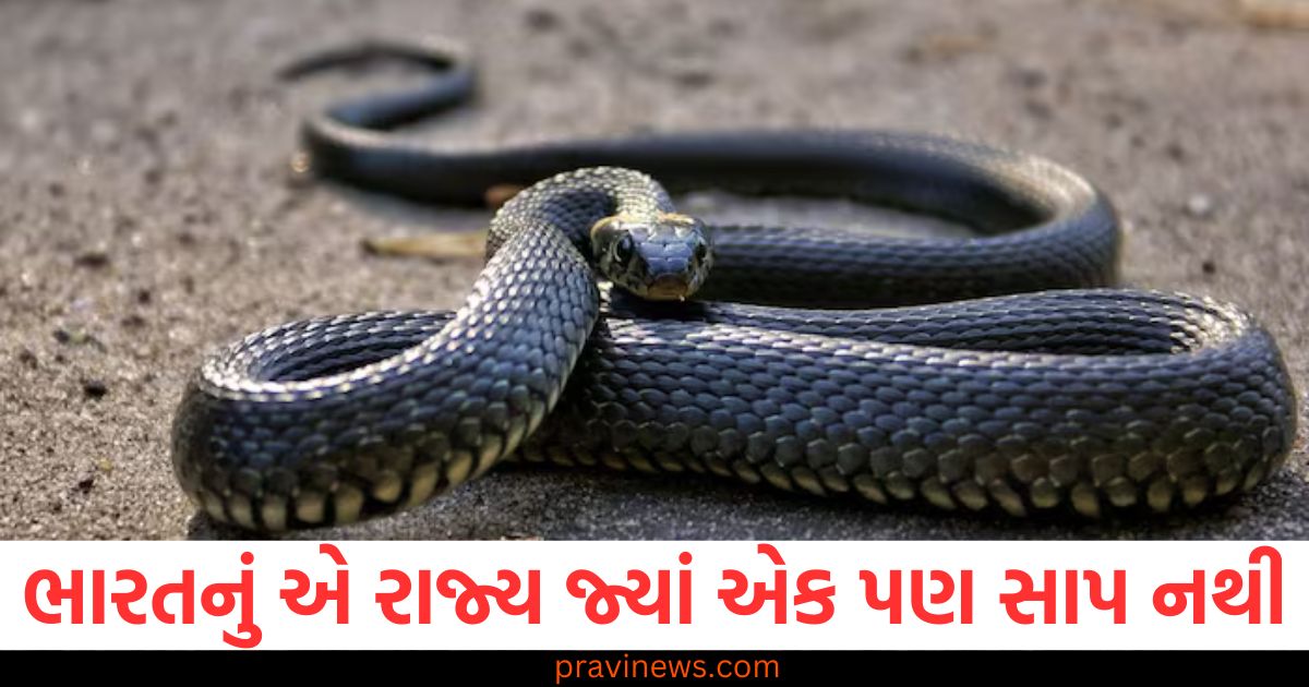 ભારત, રાજ્ય, સાપ, દૂરબીન, શોધ,