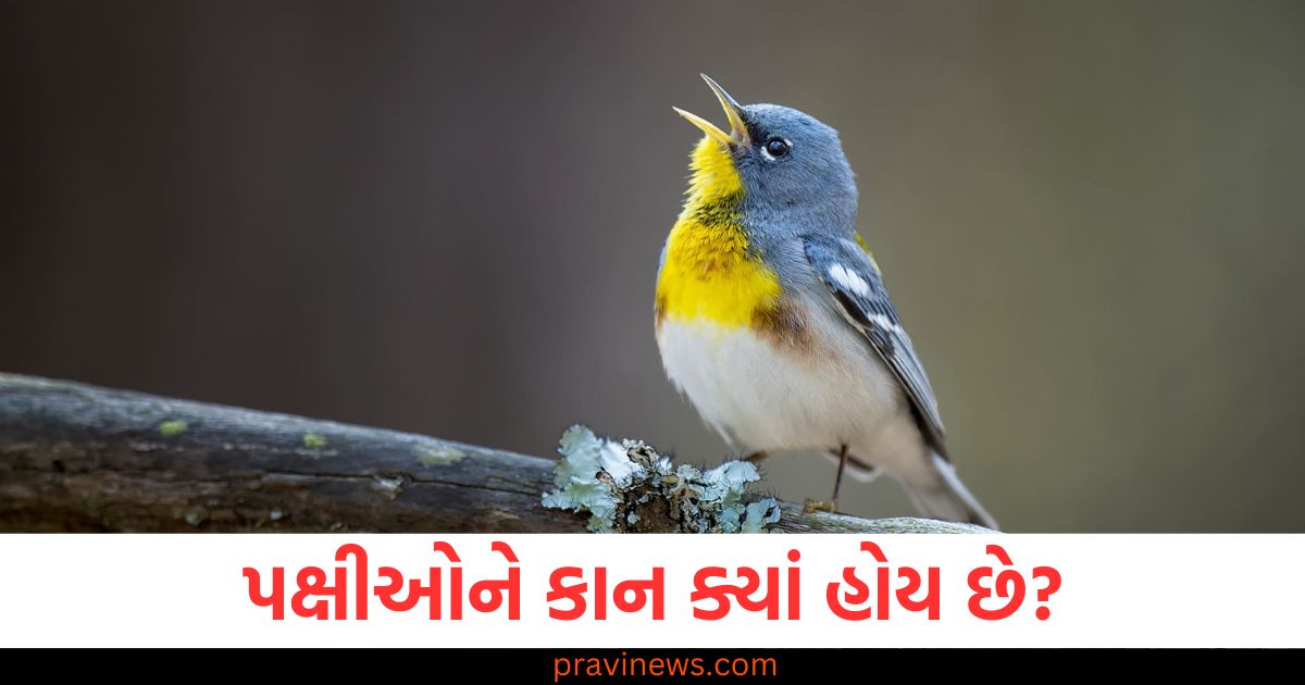 પક્ષીઓ અને કાન, પક્ષીઓના સંવેદન પદ્ધતિ, પક્ષીઓના શ્રવણ અંગ, વિજ્ઞાન અને પક્ષીઓ, કાન ના દેખાતા અંગ,