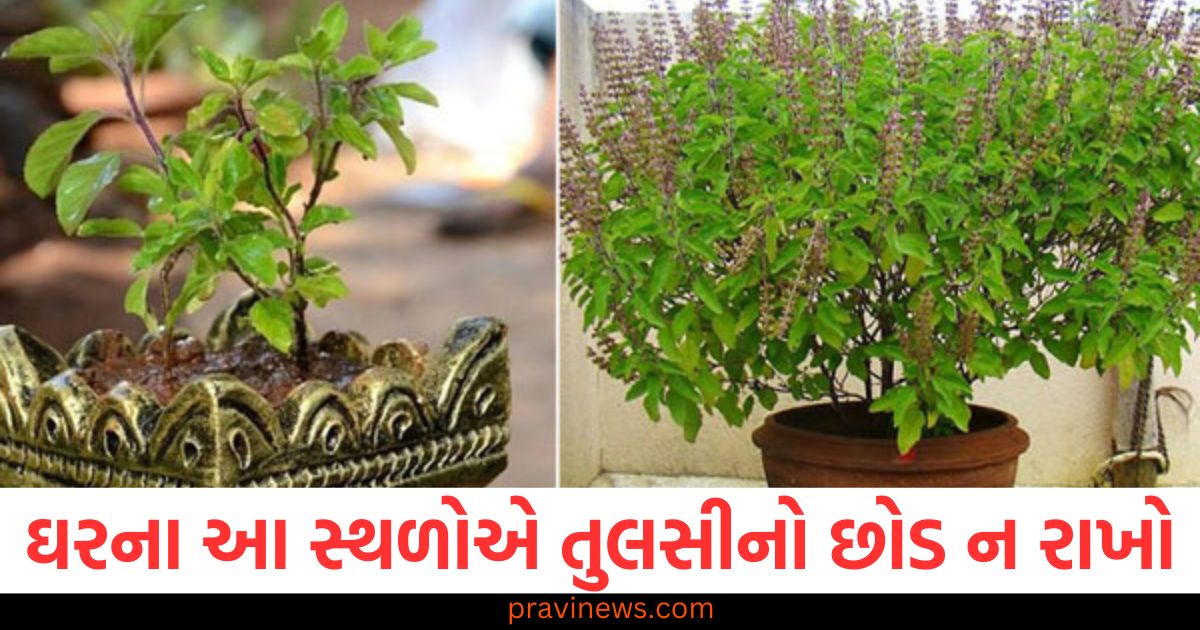 ઘરમાં તુલસીનો છોડ ન રાખો, આર્થિક સંકટનો ભોગ બનશો, તુલસીનો છોડ ઘરમાં ક્યાં રાખવું જોઈએ નહીં, આર્થિક મુશ્કેલીનો સામનો થઈ શકે છે, ઘરની આ જગાહો પર તુલસીનો છોડ રાખવાથી આર્થિક નુકસાન થઈ શકે છે, તુલસી છોડના ગેરજગ્ય placementથી આવી શકે છે આર્થિક સંકટ, તુલસીનો છોડ ઘરના આ સ્થાન પર ન રાખો, આર્થિક સંકટ તરફ દોરી શકે છે,