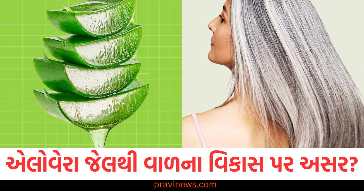 શું વાળ પર એલોવેરા જેલ લગાવવાથી નવા વાળનો વિકાસ થાય છે? સત્ય જાણો અને તેને કેવી રીતે લાગુ કરવું https://www.pravinews.com/lifestyle/does-applying-aloe-vera-gel-on-hair-promote-new-hair-growth-know-the-truth-and-how-to-apply-it-100237