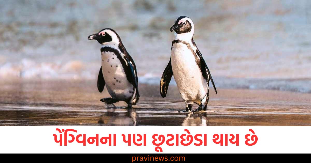 પેંગ્વિનના પણ છૂટાછેડા થાય છે, તેઓ પણ માણસોની જેમ 'કેમિસ્ટ્રી' શોધે છે https://www.pravinews.com/government-news/ration-card-holders-will-stop-getting-ration-complete-this-work-by-this-date-98025