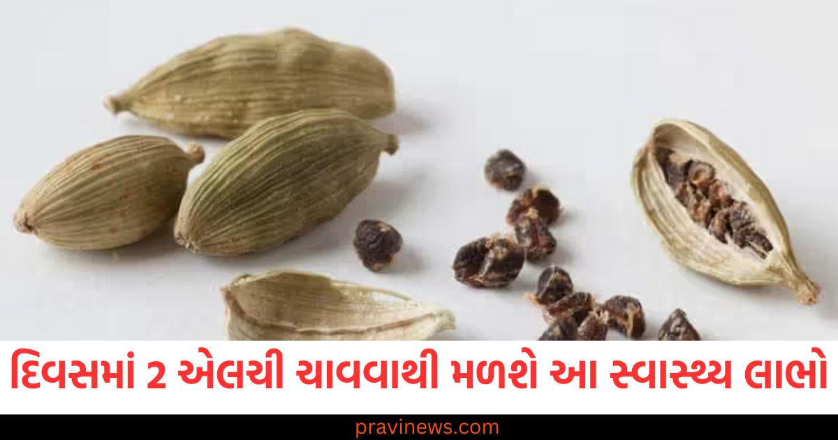 દિવસમાં ફક્ત 2 એલચી ચાવવાથી તમને મળશે આ અદ્ભુત સ્વાસ્થ્ય લાભો, જાણો તેનું સેવન કરવાનો યોગ્ય સમય https://www.pravinews.com/lifestyle/fashion-news/if-you-want-to-look-your-most-beautiful-on-rose-day-create-this-flower-design-hairstyle-in-minutes-98389