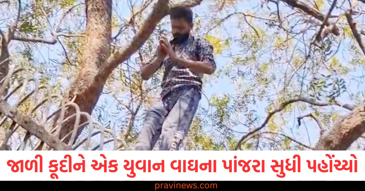 20 ફૂટ ઊંચી જાળી કૂદીને એક યુવાન વાઘના પાંજરા સુધી પહોંચ્યો, સુરક્ષા કર્મચારીઓના શ્વાસ અધ્ધર થઈ ગયા, એક યુવાન 20 ફૂટ ઊંચી જાળી કૂદીને વાઘના પાંજરા સુધી પહોંચ્યો, સુરક્ષા કર્મચારીઓ હચમચાયા, 20 ફૂટ ઊંચી જાળી કૂદીને વાઘના પાંજરા સુધી પહોંચનાર યુવાન, સુરક્ષા કર્મચારીઓના શ્વાસ અટકી ગયા, સુરક્ષા કર્મચારીઓના હોશ ઉડી ગયા, યુવાન 20 ફૂટ ઊંચી જાળી કૂદીને વાઘના પાંજરા સુધી પહોંચ્યો, 20 ફૂટ ઊંચી જાળી પાર કરનારા યુવાનનું કૌતુક, વાઘના પાંજરા સુધી પહોંચીને સુરક્ષા કર્મચારીઓને હચમચાવ્યું,