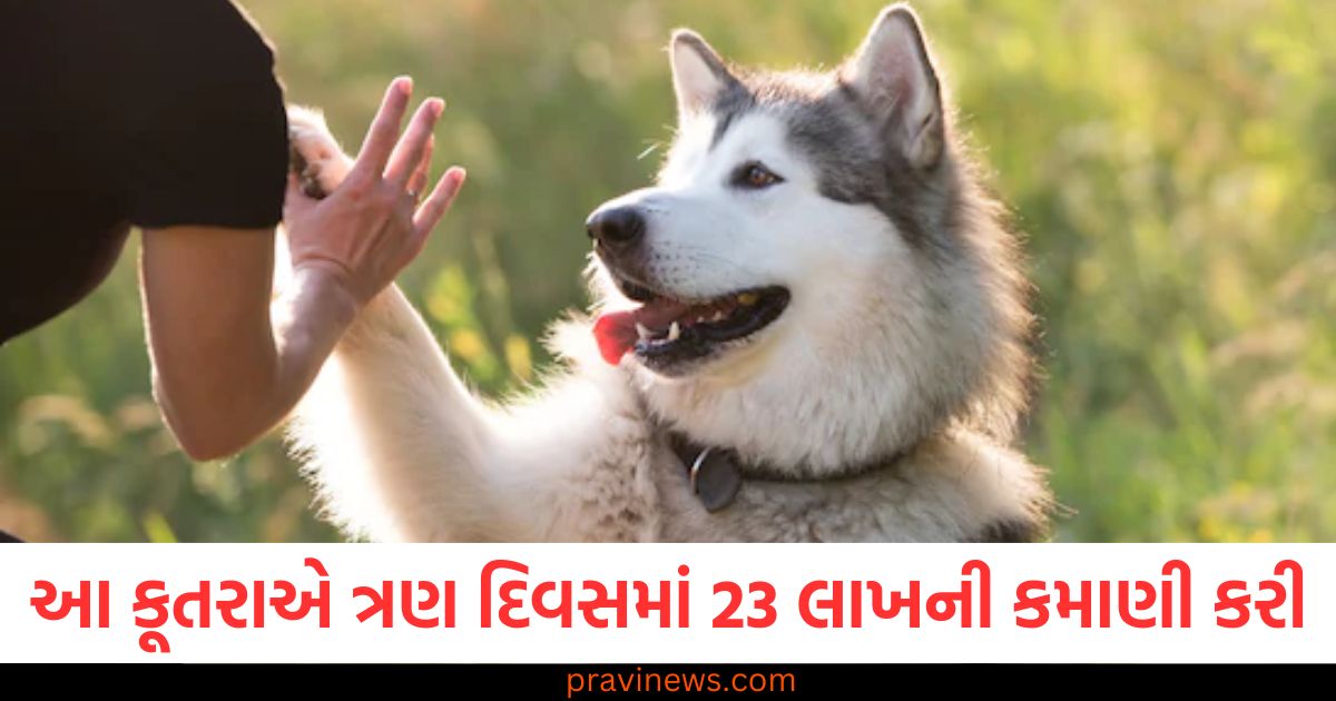 આ કૂતરાએ ત્રણ દિવસમાં 23 લાખની કમાણી કરી, પણ કેવી રીતે? આશ્ચર્યજનક કારણ https://www.pravinews.com/trending/indian-origin-balasubramaniam-chidambaram-became-crorepati-winning-8-crore-after-buying-gold-chain-for-wife-63027