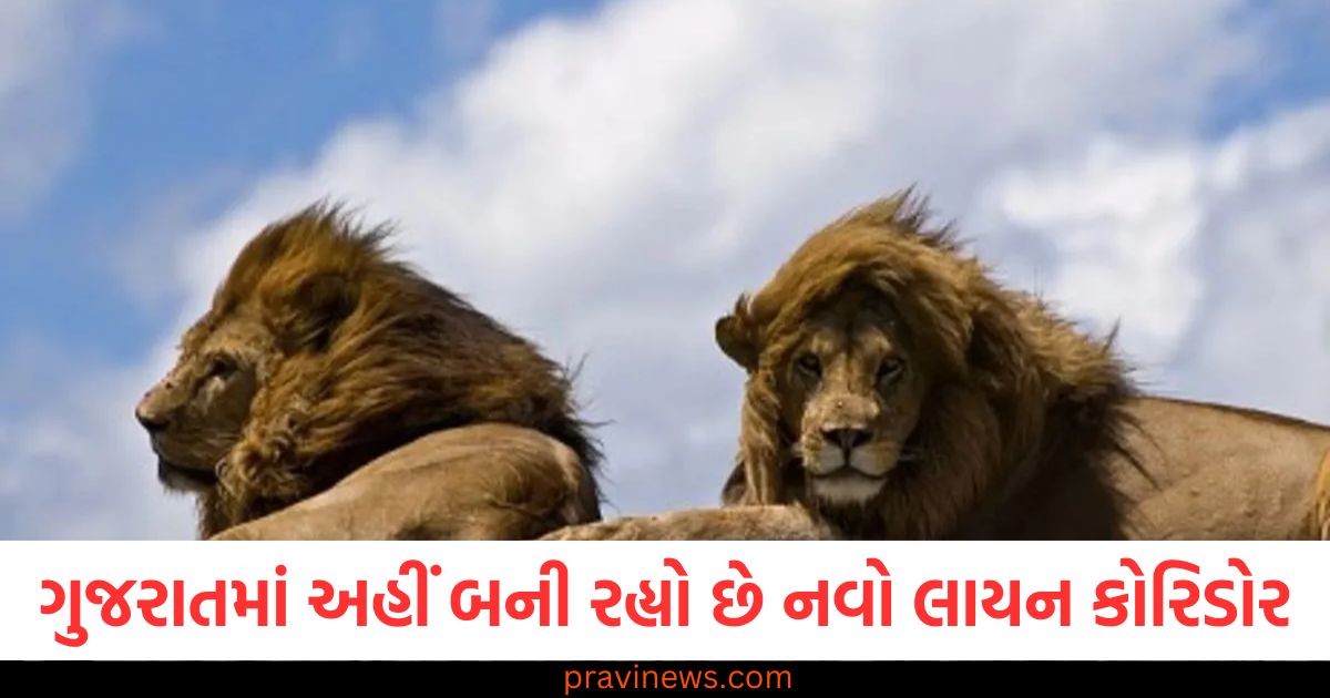 ગુજરાતમાં અહીં બની રહ્યો છે નવો લાયન કોરિડોર, રાજ્યના પ્રવાસનને મળશે વેગ https://www.pravinews.com/gujarat-news/gujarat-government-is-being-built-new-lion-corridor-boost-the-tourism-of-the-state-102138