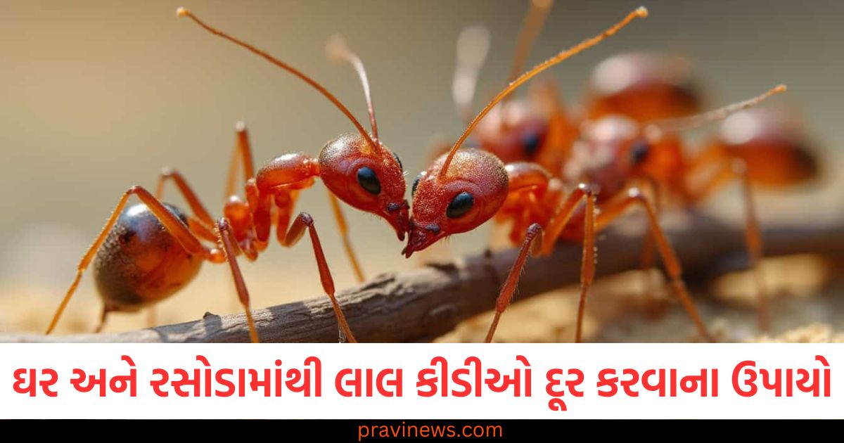 ઘર અને રસોડામાંથી લાલ કીડીઓ દૂર કરવાના ઉપાયો, તે મર્યા વિના બહાર નીકળી જશે https://www.pravinews.com/religion/astrology/shukrawar-upay-do-these-remedies-on-friday-maa-laxmi-shower-her-blessing-in-your-home-106805